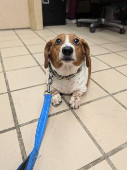 Dachshund Dogs Available for Adoption - Roxie (bonded With Rascal) | PetCurious