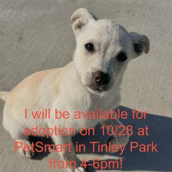 Bones -  Chihuahua and Mixed Breed Dog for Adoption in Matteson, Illinois - Bones | PetCurious
