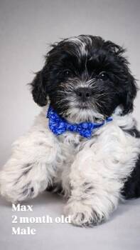 Shih Tzu and Bichon Frise Dogs Available for Adoption - Max McFurry | PetCurious