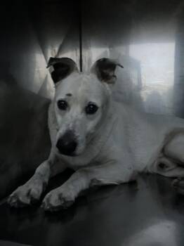 BUBBA -  Mixed Breed Dog for Adoption in Dallas, Texas - BUBBA | PetCurious