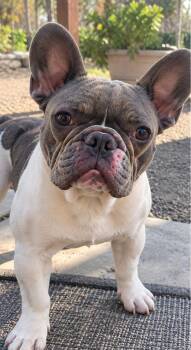 Cowboy -  French Bulldog Dog for Adoption in Davis, California - Cowboy | PetCurious