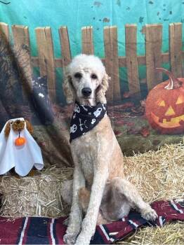 Felix -  Standard Poodle and Goldendoodle Dog for Adoption in Winlock, Washington - Felix | PetCurious