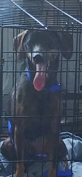 Leroy -  Dachshund Dog for Adoption in Egg Harbor City, New Jersey - Leroy | PetCurious
