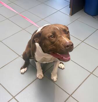 Rescue Mixed Breed Dogs for Adoption in Nashville, Tennessee - Gizzard | PetCurious