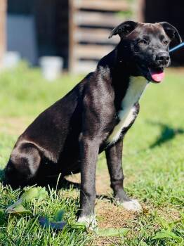 Ac-5330 "Brownie" -  Black Labrador Retriever Dog for Adoption in Conyers, Georgia - Ac-5330 "Brownie" | PetCurious