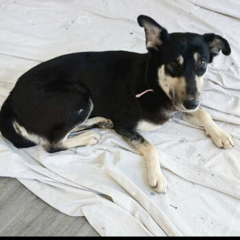 Rescue Mixed Breed Dogs for Adoption in Escondido, California - Moose | PetCurious