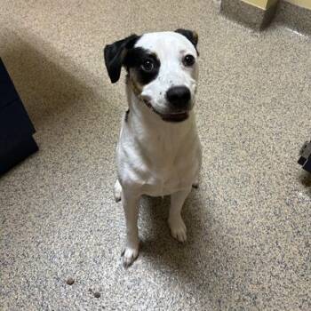 Mixed Breed Dogs Available for Adoption in Merriam, Kansas - Casper | PetCurious