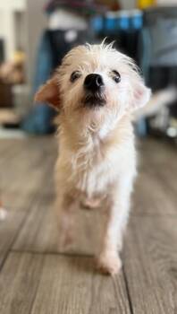 Daisy Mae -  Chihuahua and Mixed Breed Dog for Adoption in Hortense, Georgia - Daisy Mae | PetCurious