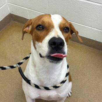 Daisy -  Pointer and Mixed Breed Dog for Adoption in Corpus Christi, Texas - Daisy | PetCurious