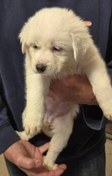 Labrador Retriever and Great Pyrenees Dogs Available for Adoption in Thompson Falls, Montana - Sage | PetCurious