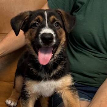 Shepherd and Australian Cattle Dog Blue Heeler Dogs Available for Adoption in Agua Dulce, California - Rocco | PetCurious