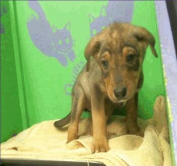 Australian Cattle Dog Blue Heeler Dogs Available for Adoption - Dallas | PetCurious