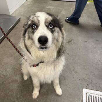 Phoenix -  Australian Shepherd Dog for Adoption in Emporia, Kansas - Phoenix | PetCurious