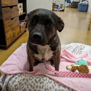 Sarah 03-2782 -  Pit Bull Terrier Dog for Adoption in Covington, Georgia - Sarah 03-2782 | PetCurious