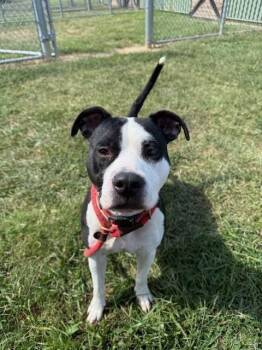 Rescue Pit Bull Terrier and Mixed Breed Dogs for Adoption in Louisville, Kentucky - LYDIA DEETZ | PetCurious