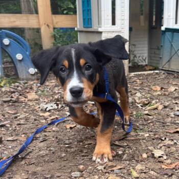 Nova -  Greater Swiss Mountain Dog Dog for Adoption in West Chester, Pennsylvania - Nova | PetCurious