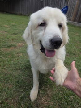 Rescue Great Pyrenees Dogs for Adoption in Houston, Texas - Sugar Cane (fka Kane) | PetCurious