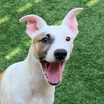 Anatolian Shepherd Dogs Available for Adoption in San Marcos, California - I AM AN URGENT PUPPY - SAVE MY LIFE Tamberine | PetCurious