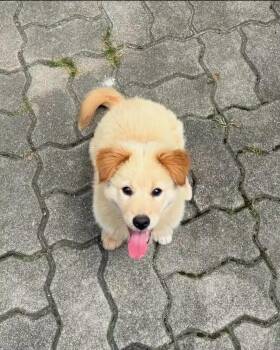 Tommy -  Golden Retriever Dog for Adoption in Woodsfield, Ohio - Tommy | PetCurious