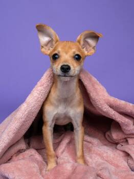 Miniature Pinscher and Chihuahua Dogs Available for Adoption in Palo Alto, California - Giselle | PetCurious