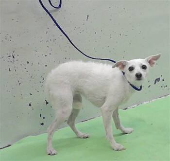 PRINCESS -  Chihuahua and Mixed Breed Dog for Adoption in Houston, Texas - PRINCESS | PetCurious