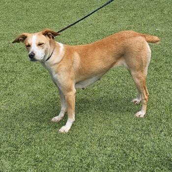 ADDY 2082 -  Mixed Breed Dog for Adoption in Loxahatchee Groves, Florida - ADDY 2082 | PetCurious