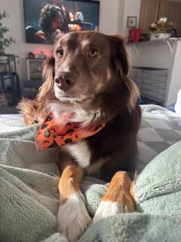 Riley -  Australian Shepherd Dog for Adoption in Lakewood Ranch, Florida - Riley | PetCurious