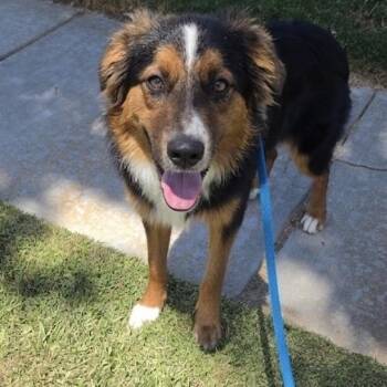Denver -  Australian Shepherd Dog for Adoption in Newport Beach, California - Denver | PetCurious