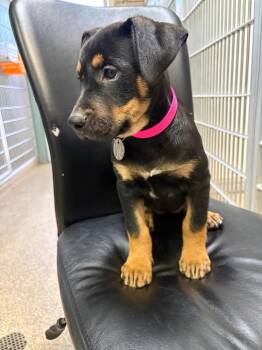 Bratzi -  Rottweiler and Pit Bull Terrier Dog for Adoption in Carson City, Nevada - Bratzi | PetCurious