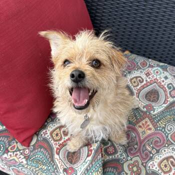Humphrey -  Cairn Terrier Dog for Adoption in Denver, Colorado - Humphrey | PetCurious