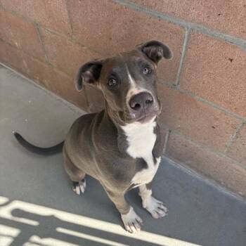 Sydney -  Pit Bull Terrier and Mixed Breed Dog for Adoption in Goleta, California - Sydney | PetCurious