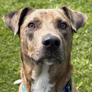 Labrador Retriever Dogs Available for Adoption in Jefferson, Wisconsin - Choco | PetCurious