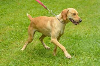Freya -  Hound Dog for Adoption in Brick Township, New Jersey - Freya | PetCurious