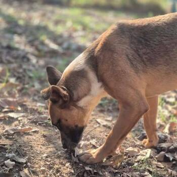 Fiddle -  Cattle Dog and Mixed Breed Dog for Adoption in Dover, Arkansas - Fiddle | PetCurious