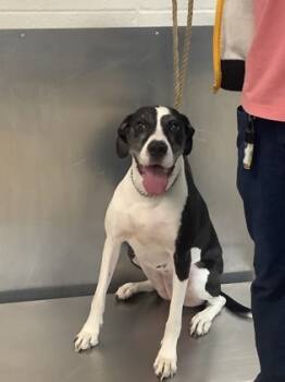 Rescue Great Dane and Mixed Breed Dogs for Adoption in Fort Worth, Texas - Monalisa (Queenie) | PetCurious