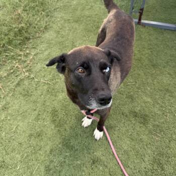 Norma -  Husky Dog for Adoption in Albemarle, North Carolina - Norma | PetCurious