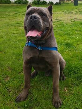 Cane Corso Dogs Available for Adoption in Salem, New Hampshire - Charlie | PetCurious