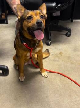 Mixed Breed Dogs Available for Adoption in Rockport, Texas - Violet | PetCurious