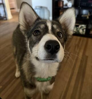 Reya -  Husky Dog for Adoption in Evergreen, Colorado - Reya | PetCurious