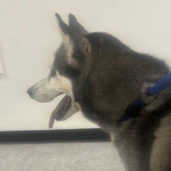 Siberian Husky Dogs Available for Adoption in Philadelphia, Pennsylvania - Thor | PetCurious