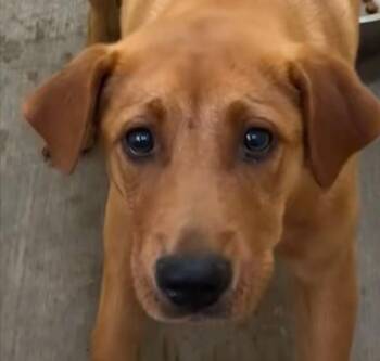 Shepherd Dogs Available for Adoption in Elizabethton, Tennessee - RED | PetCurious