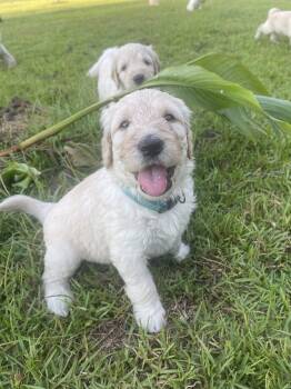 Hank -  Goldendoodle Dog for Sale in Monticello, Florida - Hank | PetCurious