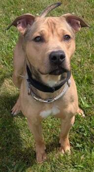 RICHIE -  Pit Bull Terrier Dog for Adoption in Akron, Ohio - RICHIE | PetCurious