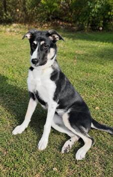 Miss Daisy -  Border Collie Dog for Adoption in Houston, Texas - Miss Daisy | PetCurious