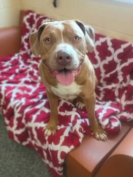 Fox Terrier and Mixed Breed Dogs Available for Adoption in Westland, Michigan - Knuffle Bunny | PetCurious