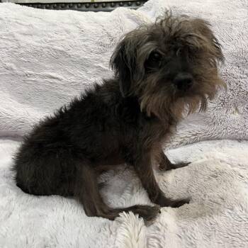Franklin -  Miniature Schnauzer and Miniature Poodle Dog for Adoption in Phoenix, Arizona - Franklin | PetCurious