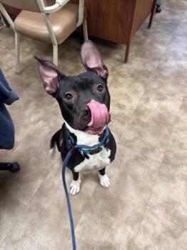 Mixed Breed Dogs Available for Adoption in Springfield, Ohio - Carson | PetCurious