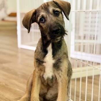 Sanford you must FaceTime to see this boy -  Schnauzer Dog for Adoption in Mettawa, Illinois - Sanford You Must FaceTime To See This Boy | PetCurious
