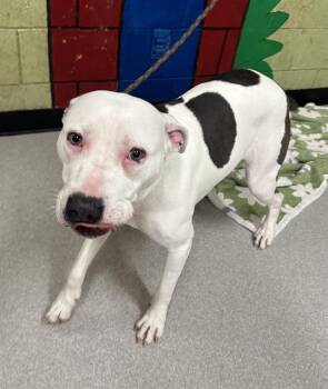 Pit Bull Terrier Dogs Available for Adoption in Indianapolis, Indiana - SONNY | PetCurious