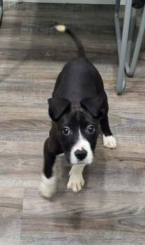 Boxer Dogs Available for Adoption in Pottstown, Pennsylvania - Rowdi | PetCurious